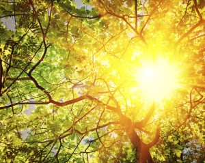 translucent sun through branches of oak tree instagram stile